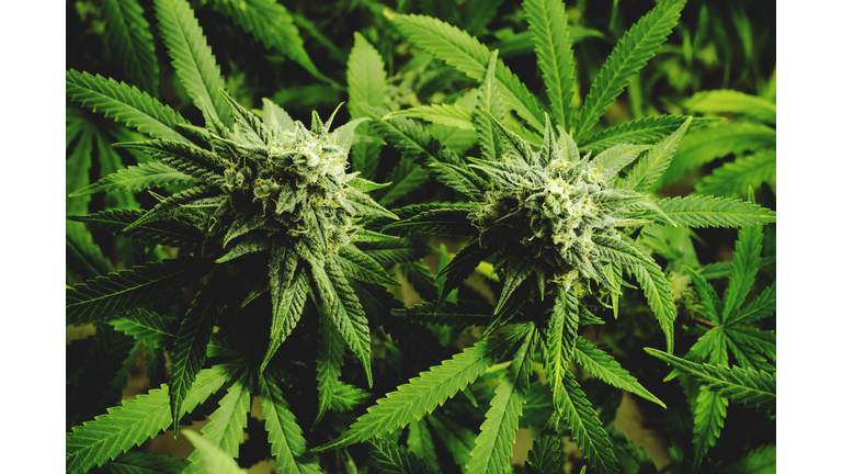 Close Up Flowering Marijuana Buds on Cannabis Plants