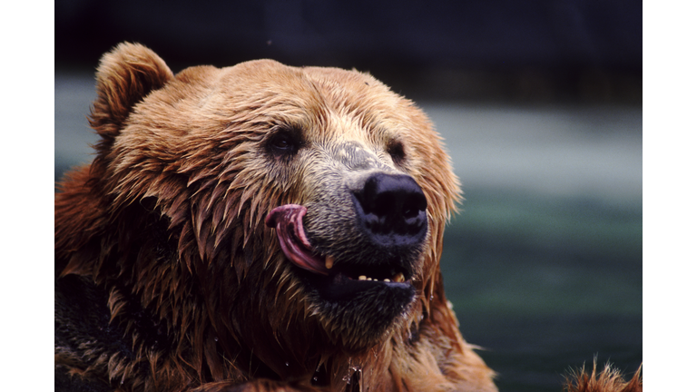 Wet grizzly licking his lips