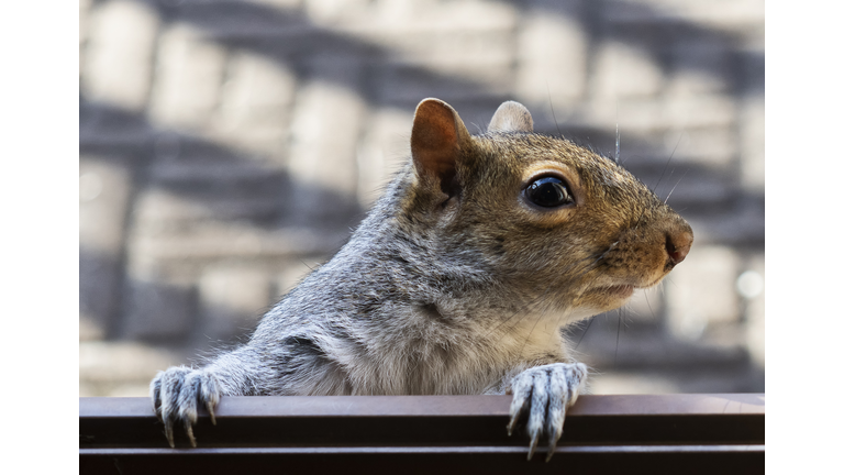 Squirrel looks up out of the shadows on the deck