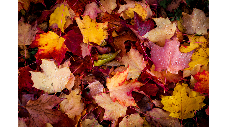 Full frame shot of maple leaves,Newmarket,Ontario,Canada