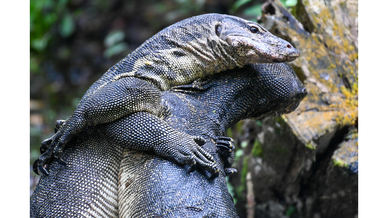 SINGAPORE-ANIMAL-LIZARD