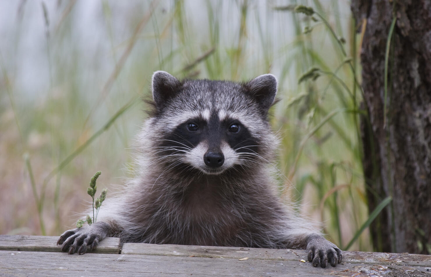 woman-charged-after-bringing-pet-raccoon-to-a-bar-iheart