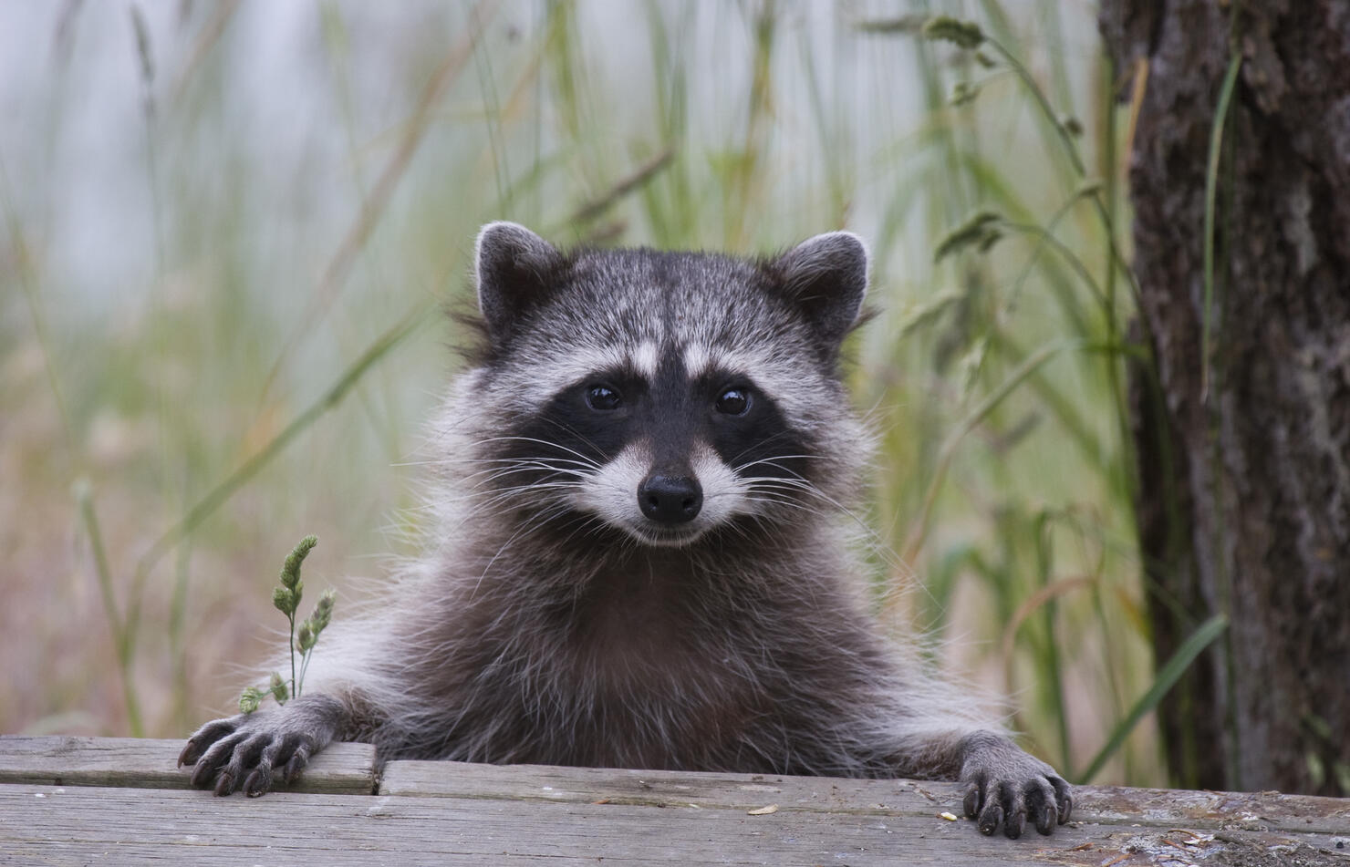 Cute Raccoon