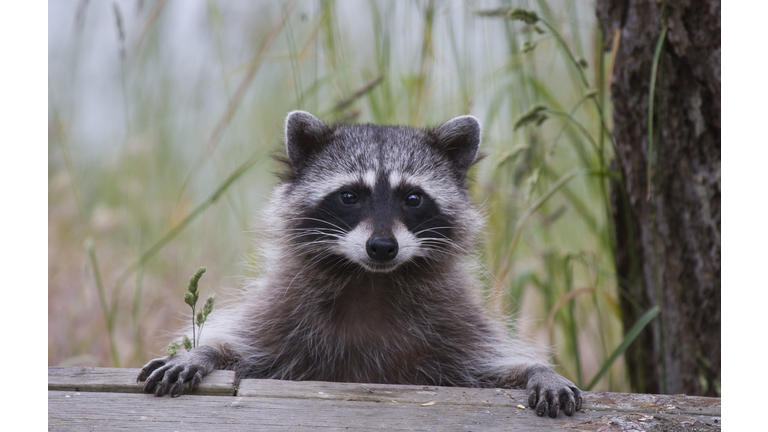 Cute Raccoon