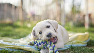 Boy Wins Hearts After Using Charity Gift Card to Care for His Dog