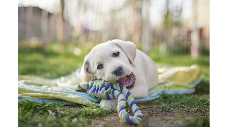 Labrador puppy outdoors