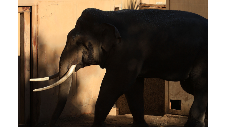 City Council To Vote On Fate Of Controversial Elephant Exhibit at L.A. Zoo