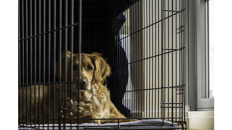 Female Golden Retriever Lies in Open Crate on Gray Blanket Looks at Camera