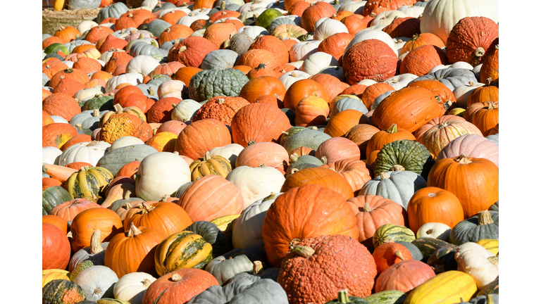 GERMANY-PUMPKINS-OFFBEAT