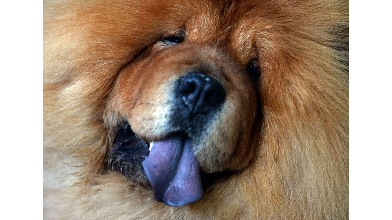 HUNGARY-DOG-WORLD-SHOW