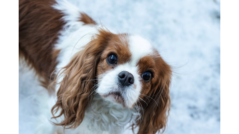 NORWAY-ANIMAL-DOGS-SOCIAL