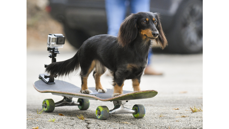 Brandon McMillan Of CBS's "Lucky Dog" And The Lucy Pet Foundation Dog Wave Truck Celebrate National Dog Day And Pawsitive Impact