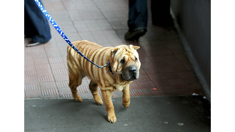 Tsunami, a female Shar Pei, is walked du