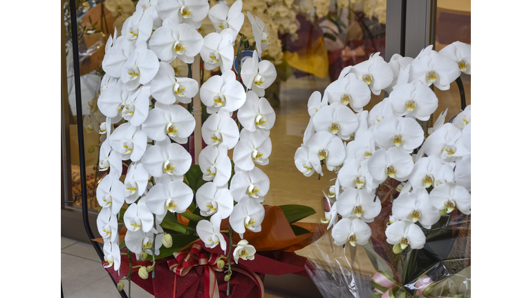 White Phalaenopsis orchid.