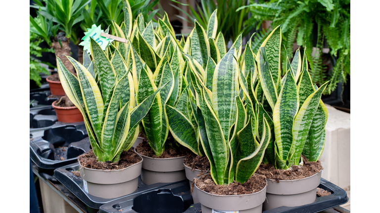 Close up of snake plants for sale