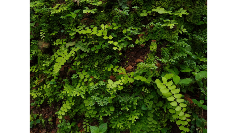Maidenhair fern plants, green background