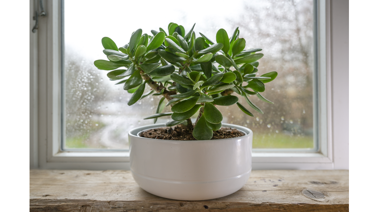 Crassula ovata, known as lucky plant or money tree in a white pot in front of a window on a rainy day, selected focus, narrow depth of field