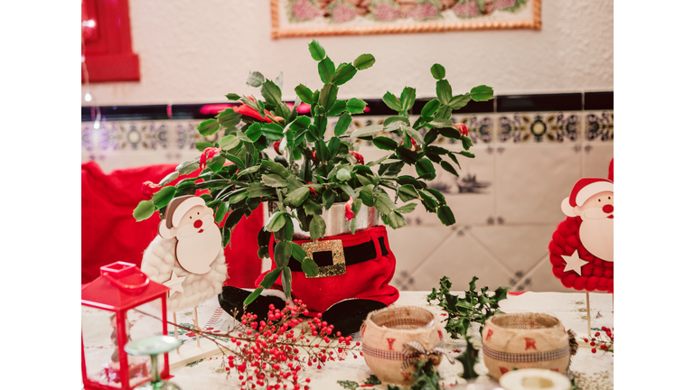 Beautiful Christmas Cactus in Full Bloomin a christmas table setting