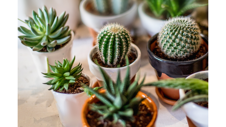 House indoor plants collection. Succulent and cactus in different pots on white background