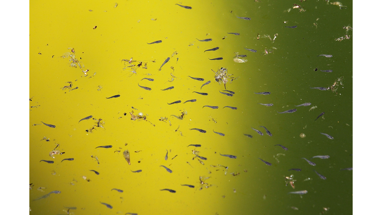 Health Officials Expect Active West Nile Season