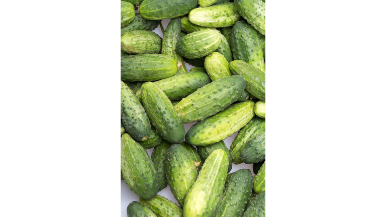 a lot of young cucumbers as background