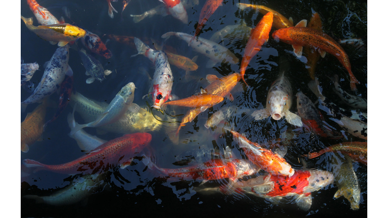 Koi carps swim in a pond at the zoo in H