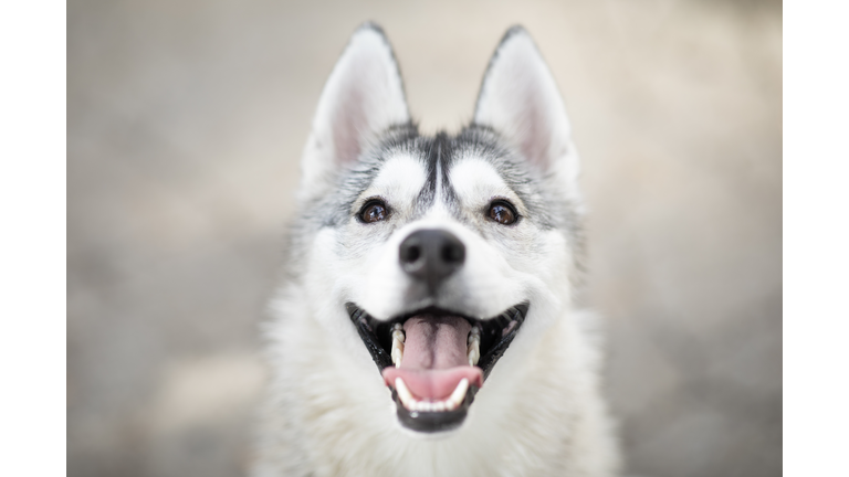 Beautiful portrait of Husky dog