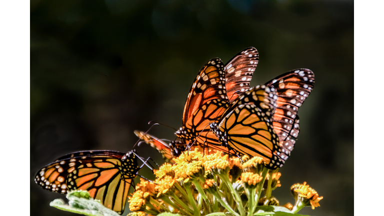 Monarch butterfies on a milkweed flower