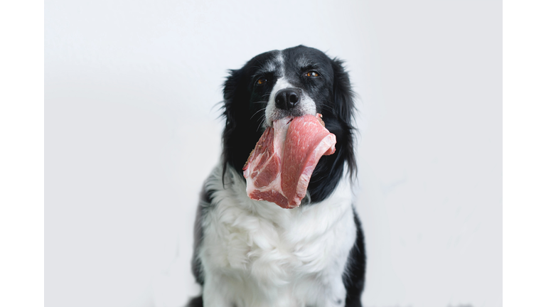 Close-Up Of Dog Holding Meat Against White Background