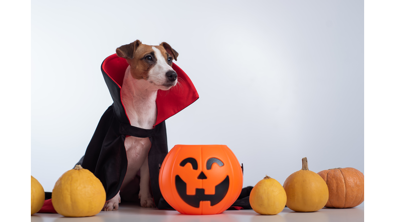 Dog in a vampire cloak and jack-o-lantern on a white background. Halloween Jack Russell Terrier in Count Dracula costume