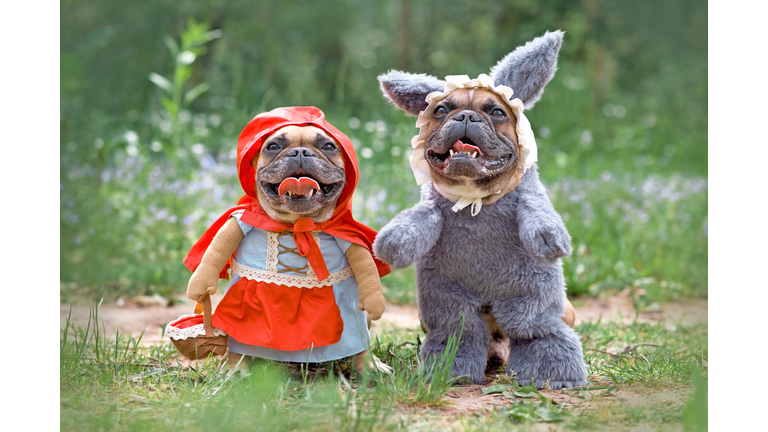 French Bulldog dogs dressed up as fairytale characters Little Red Riding Hood and Big Bad Wolf