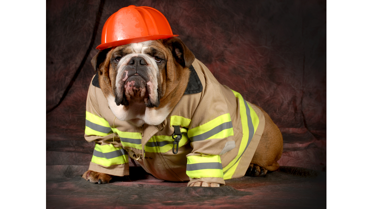 A dog dressed as a fire fighter