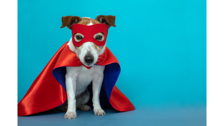 Dog jack russell super hero costume