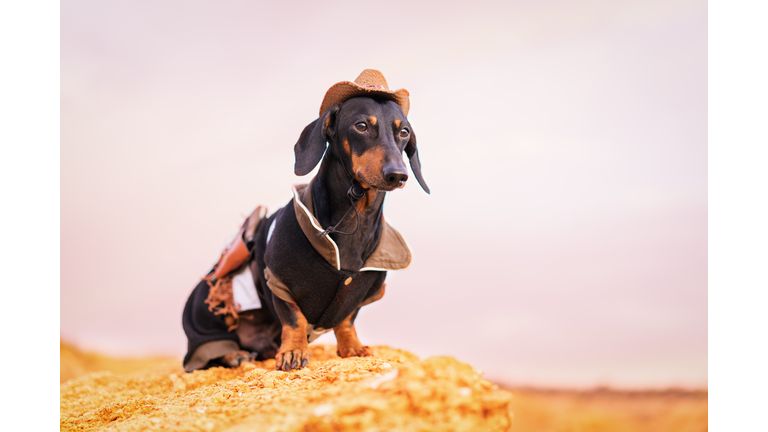 western cowboy sheriff   dachshund dog with gun, wearing american hat and cowboy costume outside in the desert