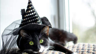 Hang Out With Bama And His Cat Owen