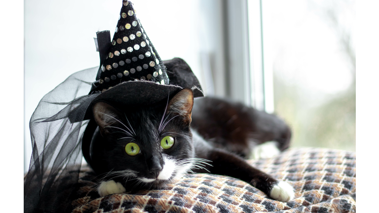 Black cat with witch hat for halloween. isolated on white background