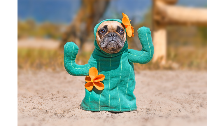 Dog Costumes For Kids & Adults 