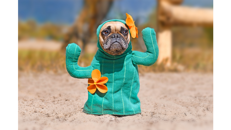 French Bulldog dog dressed up with funny cactus Halloween dog costume with fake arms and orange flowers