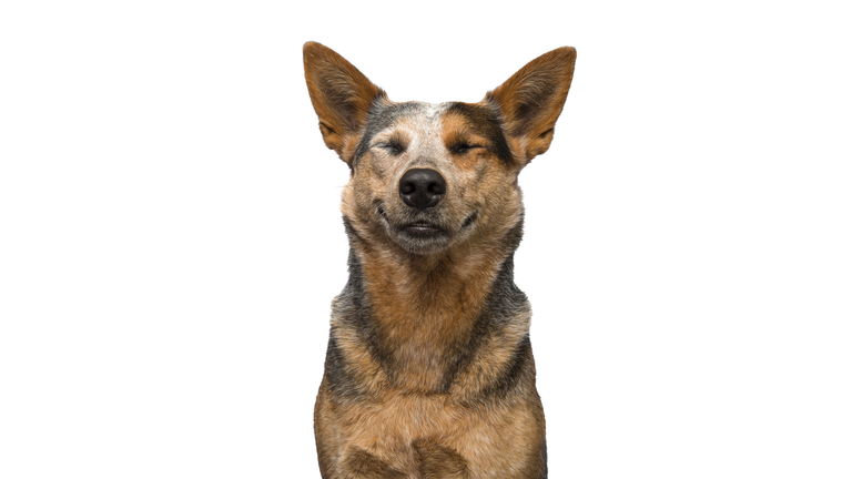 Portrait of a happy australian cattle dog on a white background looking content smiling and eyes closed