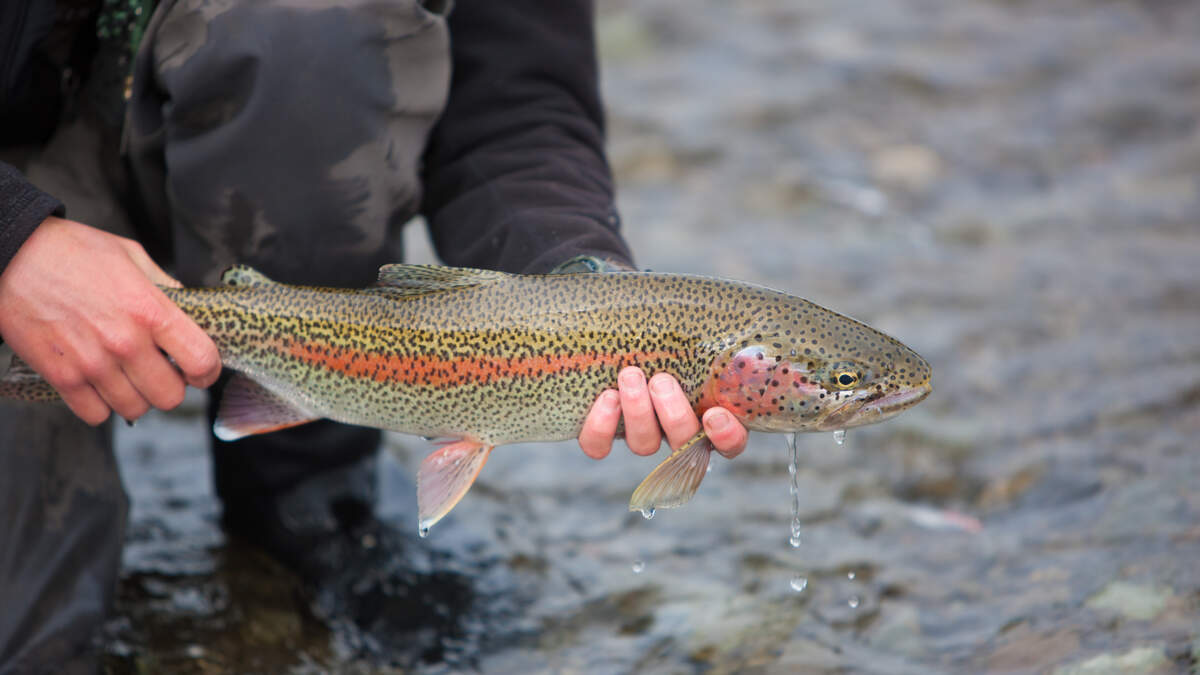 NJ.com, More than a half a million rainbow trout are being stocked in N.J.  streams, lakes and ponds. Are you going out to try your luck on openin