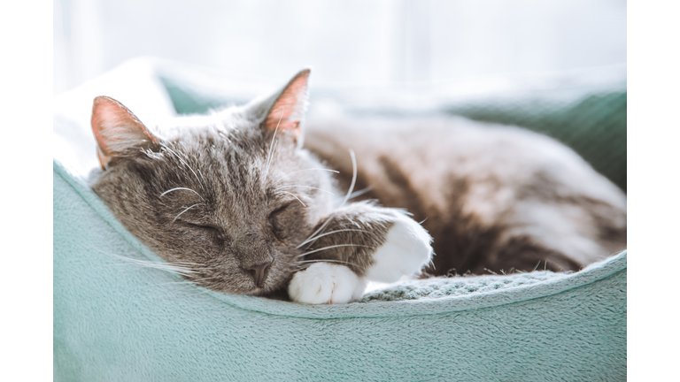 Cute Cat Sleeping