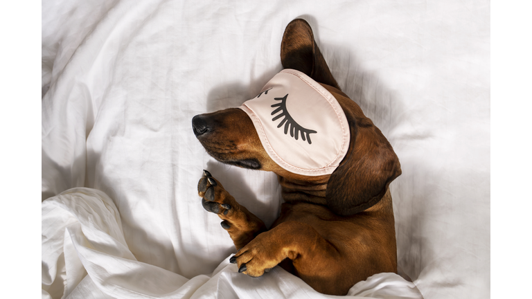 An adult red-haired dachshund is resting in a white bed and wearing pink glasses for sleeping.
