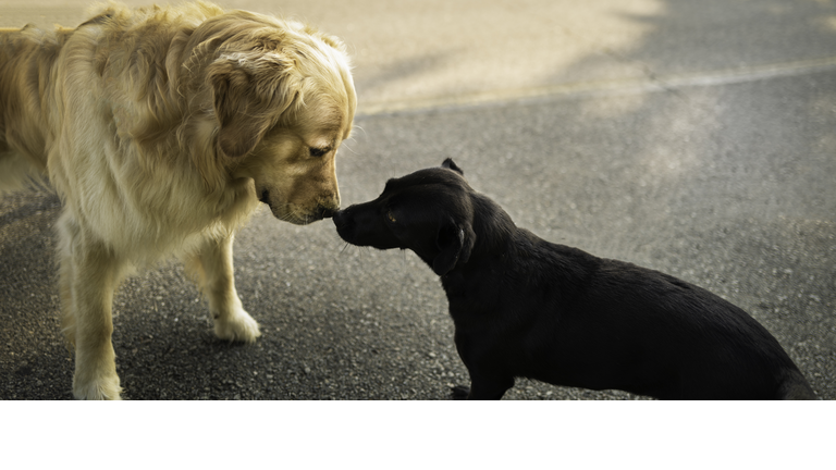 Golden Retriever and Patterdale Terrier kissing each other. The first encounter of two dogs on the paved street.