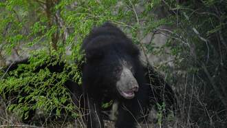 A Man Slapped a Bear to Protect His Dogs and Girlfriend, He Did Not Die