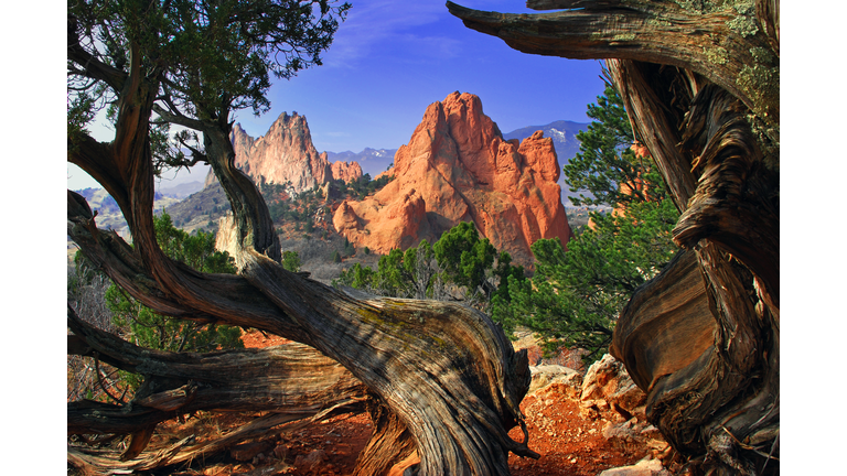 Garden of the Gods framed by twisted Juniper Trees