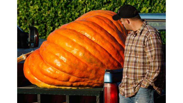 California Growers Compete For Largest Pumpkin Honors