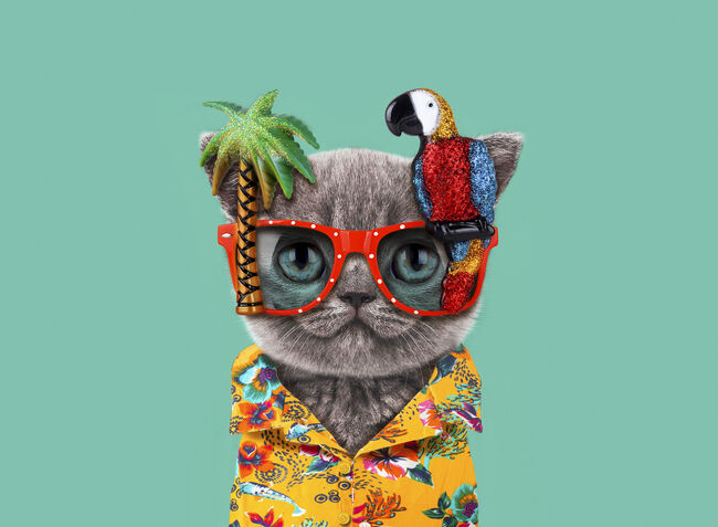 Funny cat wears parrot glasses