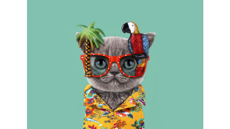 Funny cat wears parrot glasses