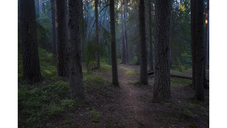 winding path in the dark foggy northern forest