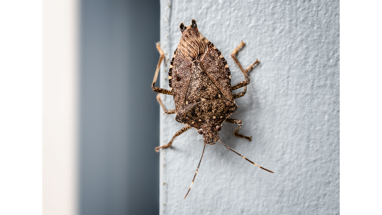 Brown marmorated stink bug, indoors